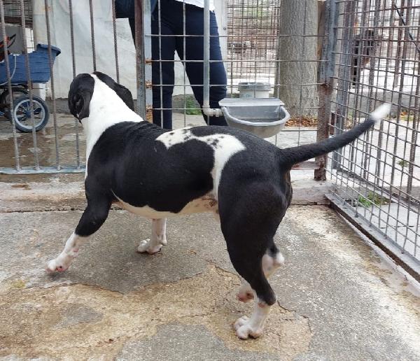 CHICCO, incrocio AMSTAFF, ottimo carattere Foto 7